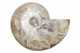 Cut & Polished Ammonite Fossil (Half) - Madagascar #223177-1